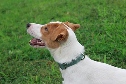 Mikivery Nylon Dog Collar with Quick Release Buckle Soft Adjustable Sturdy for Small Medium Large Dogs Emerald,L - color: Emerald, size: L：17.5"-25.5"