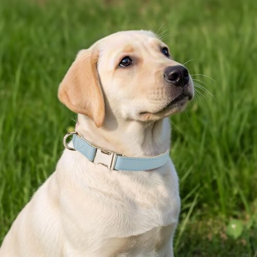 Soft Classic Leather Dog Collar Heavy Duty Padded Collars with Metal Buckle for Puppy Small Medium Dogs (Blue,M) - color: Blue, size: Medium