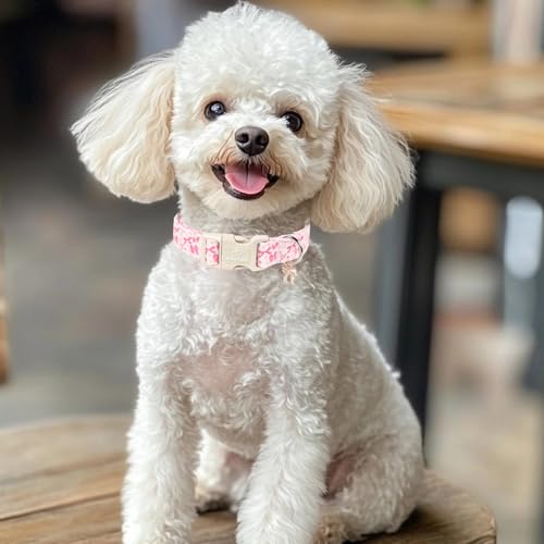 Pink Bow Dog Collar Cute Girl Dog Collars for Puppy Small Dogs - Lightweight Adjustable Girly Spring Female Dogs Everyday Collar with Safety Buckle XS - color: Coquette Bow, size: XS