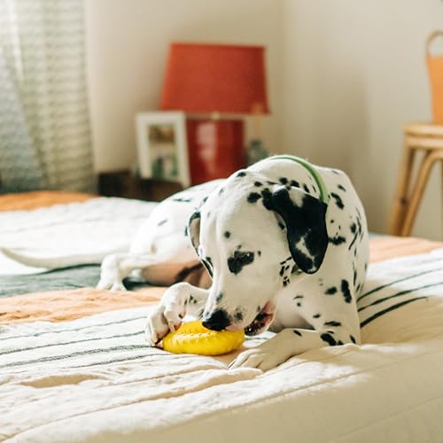 Playology Dog Toys | Dual Layer Ring Durable Dog Toy for Tough Chewers | Chicken Scented Jumbo Chew Toy for Large Dogs - size: Jumbo, style: Chicken