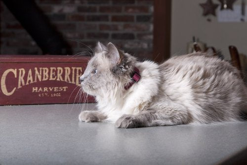 LupinePet Eco 1/2" Berry Cat Safety Collar with Bell , 8-12" - color: Berry