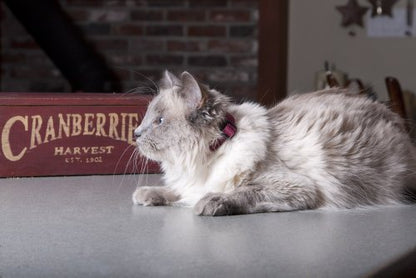 LupinePet Eco 1/2" Berry Cat Safety Collar with Bell , 8-12" - color: Berry