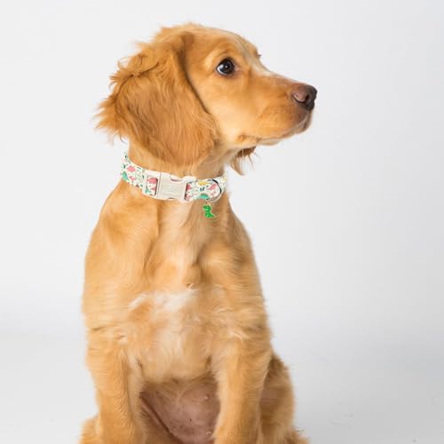 Dinosaur Dog Collar Cute Boy Dog Collars for Puppy Small Dogs - Lightweight Adjustable Cartoon Design Male Female Dogs Everyday Collar with Safety Buckle XS - color: Cute Dino, size: XS