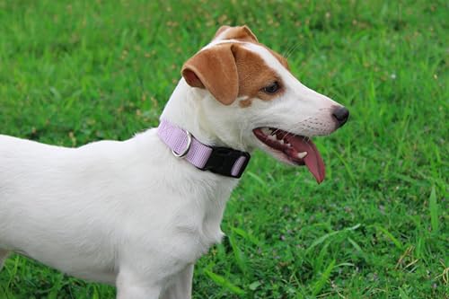 Mikivery Nylon Dog Collar with Quick Release Buckle Soft Adjustable Sturdy for Small Medium Large Dogs Violet,L - color: Violet, size: L：17.5"-25.5"