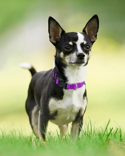 Joytale Reflective Dog Collar, Soft Neoprene Padded, Metal D-Ring, Nylon Pet Collar Adjustable for Puppy and Small Dogs, Purple, XS - color: Purple, size: X-Small (Pack of 1)