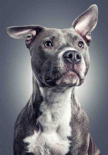 Fun Jigsaw Puzzle 1000 Pieces for Adults Pit Bull Bulldog Classic Puzzle Game DIY Kit Wooden Gift Home Decor for Teen Unique Difficult and Challenge Large Puzzle 29.5 x 20 in - color: As25, size: 1000 Pieces