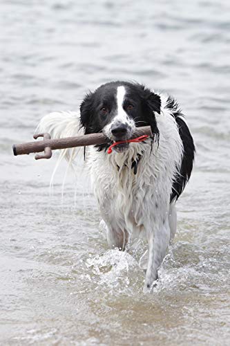 DOOG STICK05 The Sticks - style: Twiggy