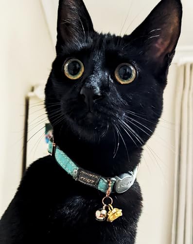 Rogz Urban Cat Safety Collar Small/Medium - Turquoise Moon - color: Turquoise Moon