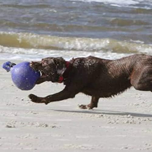 Jolly Pets Tug-n-Toss - Heavy Duty Chew Ball w/ Handle (Blue, 6") for Medium Breeds - color: Blue, size: Medium (6 in)