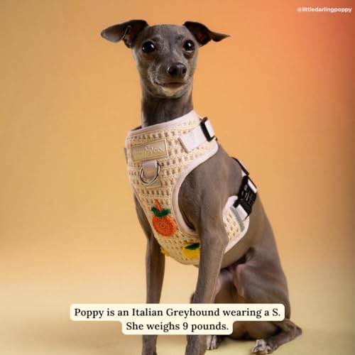 Lucy & Co. Main Squeeze Crochet No-Pull Dog Harness, Adjustable Front Clip Harness with Comfort Padding, Small - color: Main Squeeze, size: Small
