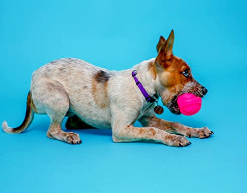 Hartz Dura Play Bacon Scented Squeak Ball Dog Toy for Small Breeds, 3 Pack - size: 3 Count, style: Small Ball
