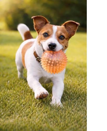 Squeaky Spiky Dog Ball for Teeth Cleaning & Gum Massage 3.5 Inch Medium Large Dogs Orange | Spiny TPR Rubber Chew Toy for Fetch Play Interactive Bouncy Dental Ball Durable BPA Free Nontoxic Floats - size: Orange, Ball - 1 Pack