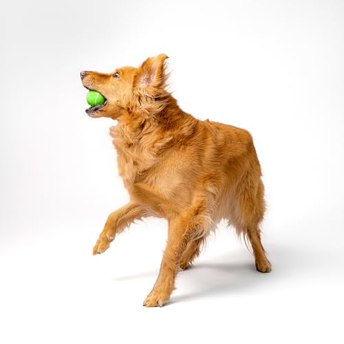 Playology Dog Toys | Squeaky Chew Ball - Bouncy Durable Floating Fetch Ball for Dogs | Medium Sweet Potato Scented Toy - Easy to Clean and Made from Non Toxic Materials - size: Medium, style: Sweet Potato