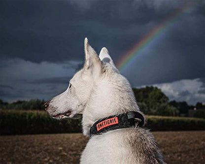 OneTigris Tough Dog Collars, Tactical Dog Collar with Handle, Milltary Adjustable Dog Collar with Heavy Duty Metal Buckle for Training (Medium (Pack of 1), Black) - color: Black, size: Medium