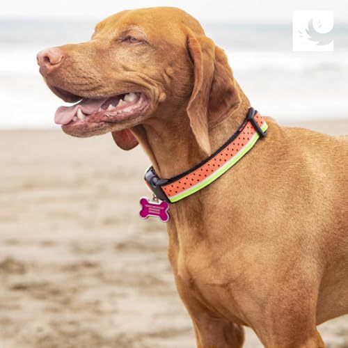 RC Pets Clip Collar | Reflective Label for Visibility Adjustable Comfortable & Secure Fit | Fresh Tracks Pink, Medium, 1-Inch - size: Medium