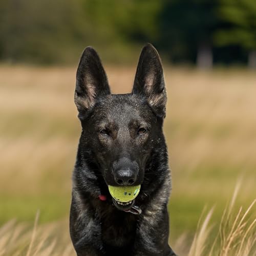 SparkDog Durable Dog Ball for Aggressive Chewers – Lightweight ETPU Ball, Floats, Compatible with Chuckit Launcher, Indoor & Outdoor Dog Training, Safe for Puppies (Green-2pk, 6cm/2.5in)
