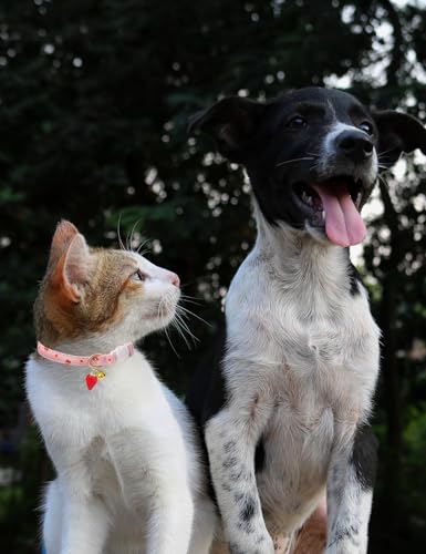 Cat Collar Breakaway with Bells,3 Pack Safety Adjustable Pet Collars,Ideal for Girl Boy Kittens. (White Yellow Pink) - color: white yellow pink