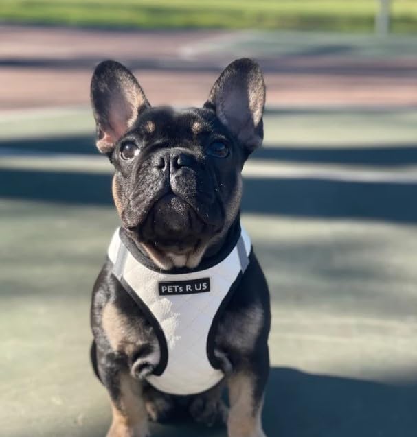 Step in Dog Cat Harness Choke Free Escape Proof Pet Vest Quilted Vegan Leather Breathable Mesh Reflective Padded for Small Medium Dogs (White, XL) - color: White, size: XL: Neck=14-18'', Chest:21-23''