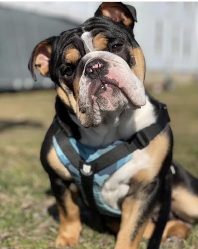 No-Pull Harness for English & French Bulldogs - Adjustable Wide-Chest Fit, Reflective Vest with Control Handle (Bully Blue Camo, Large) - color: Bully Blue Camo, size: Large