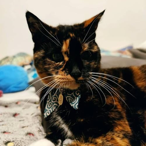 Bunny Ears Cat Collar, Japan Lucky ‘開三運’ Charm. Safety Breakaway Bowtie Kitten Collar with Bell, Navy Blue - color: Navy