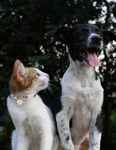 Cat Collar Breakaway with Bells,3 Pack Safety Adjustable Pet Collars,Ideal for Girl Boy Kittens. (Green Black Blue Daisy) - color: Green Black Blue Daisy