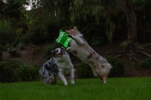 Chuckit! Flying Glow Squirrel Fetch Dog Toy, (10.5 Inch Length), Glow in the Dark Dog Toy, Pack of 1, Size Medium, for All Breeds and Sizes - style: Flying Glow Squirrel
