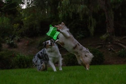 Chuckit! Flying Glow Squirrel Fetch Dog Toy, (10.5 Inch Length), Glow in the Dark Dog Toy, Pack of 1, Size Medium, for All Breeds and Sizes - style: Flying Glow Squirrel