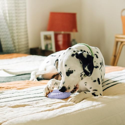 Playology Dog Toys | Dual Layer Ring Durable Dog Toy for Tough Chewers | Lamb Scented Jumbo Chew Toy for Large Dogs - size: Jumbo, style: Lamb