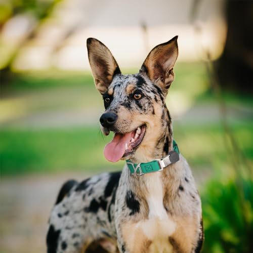 Biothane Waterproof Durable Dog Collar with Herm Sprenger - Quick Release ClicLock Buckle - Fits Medium and Large Dogs - Made in USA (Teal, W 1" x L 15"-25") - color: Teal, size: W 1" x L 15"-25"