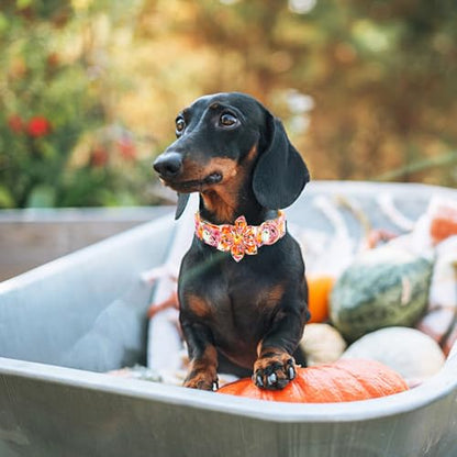 Fall Dog Collar, Pink Flower Pumpkin Print Adjustable Pet Collar Cute Cotton Soft Collars with Flower Metal Buckle Holiday Puppy Collars Boy&Girl Gift for X-Small Dogs - color: B:Fall Pumpkin, size: X-Small (Pack of 1)