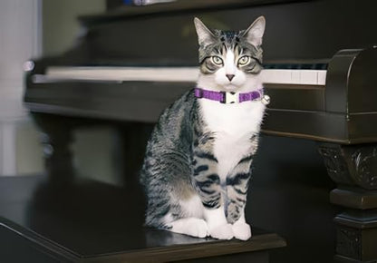 Purple Puppy Collar with Bell, Reflective Nylon XS Cat Collars Soft Adjustable Buckle for XSmall Small Puppy Female Tiny Pets Dogs Boy Girl Kitten Yorkie Chihuahua X-Small - color: Dark Purple