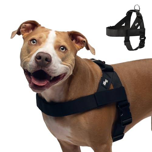 Dog Friendly Co. Dog Harness | Chafe Resistant Webbing, Adjustable Neck & Chest, and Heavy Duty D-Ring | Sturdy, Comfortable, Easy to Use | Black, Size XXS - color: Black, size: XX-Small