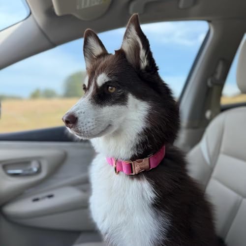 Personalized Velvet Dog Collar with Name - Custom Engraved Buckle, Adjustable Luxury Velvet Collar for Small Medium Large Dogs (Black, L) - color: Black, size: L