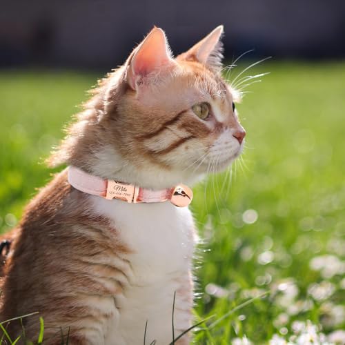 Personalized Non-Breakaway Cat Collar with Name, Luxury Soft Velvet Custom Engraved Name Collar with Bell for Kittens & Cats (Columbia Blue, L (7.5-12.5 inches)) - color: Columbia Blue, size: L (7.5-12.5 inches)