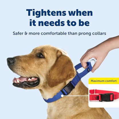 PetSafe Martingale Dog Collar with Quick-Snap Buckle - Petite, 3/8 Inch, Black