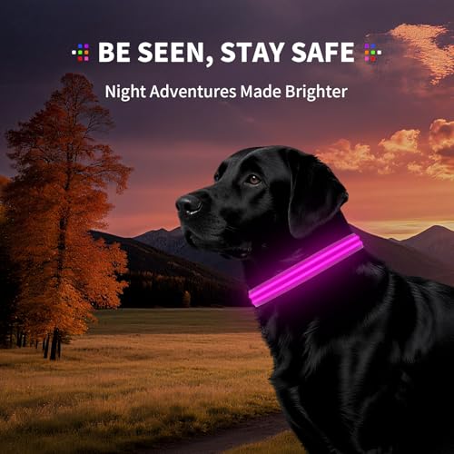 LED Dog Collar with Metal Buckle - USB Rechargeable Glow Collar for Dogs, Waterproof Light Up Dog Collar w/Reflective Strips - Adjustable Night Safety Collars by PetIsay(Pink,Large) - color: Pink(Fiber optic version), size: Large (18½ " - 23½ ")