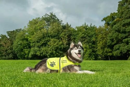 Safety Reflective Vest for Dogs - High Visibility for Outdoor Activity Day and Night, Protect Your Pet from Cars & Hunting Accidents - size: XL