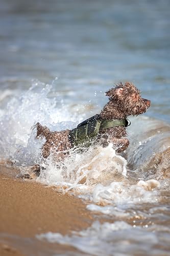 NOAH & PAW Dog Life Jacket, Human Standards Lifejacket Design, Dog Life Vest for Swimming and Boating, 3X Foam Support for Max Floating, Breathable Mesh, Salvavidas para Perros, Size XS - size: XS