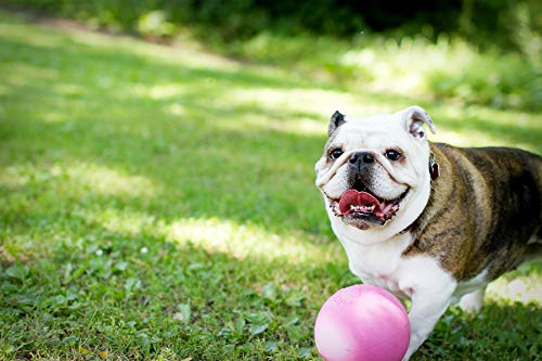 Jolly Pets Bounce-n-Play Dog Toy Ball, 6 Inches, Pink, 6 Inches/Medium (2506 PK) - color: Pink, size: Medium (6 in)