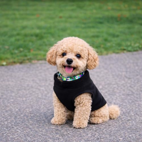 JACKO & CO - Fleece Vest Dog Sweater with Leash Ring - Soft, Warm & Lightweight Pullover Coat for Small & Medium Dogs, Puppies & Cats - Cozy Fall/Winter/Spring Pet Jacket (Black, XS 2-4lbs) - color: Black, size: XS (2-4lbs)