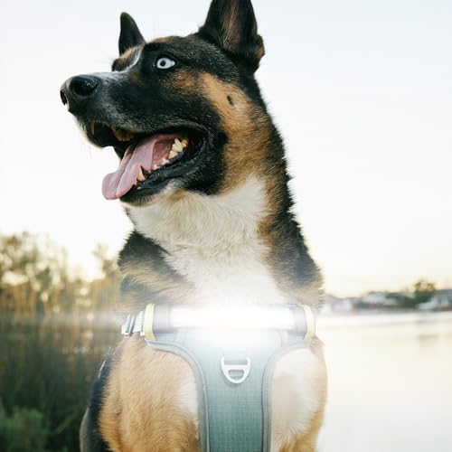 Lumi One LED Dog Harness for Night Visibility and Safety, Patent Pending–High-Visibility Light-Up Dog Vest with 1000 Lumen LED, Rechargeable Battery, Adjustable Fit, Reflective Trim (Teal Blue, Small) - color: Blue, size: Small