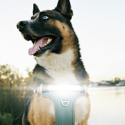 Lumi One- The Only Dog Harness That Lights Your Path at Night! Patent-Pending. Dog Safety Gear, Rechargeable Adjustable Pet Harness, Durable Pet Walking Gear (Teal Blue, Medium) - color: Blue, size: Medium