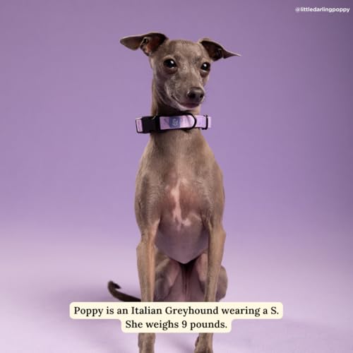 Lucy & Co. Magnificent Mermaid Pearl Dog Collar, Adjustable Durable Dog Collar with Cute Print, Small - color: Magnificent Mermaid, size: Small