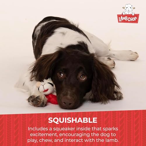Multipet Lamb Chop Dog Plush Toy - Squeaky Toy for All Dogs - Extra Soft Plush - Stuffed Animal Dog-Toy for Cuddling & Playing - Cute Pet-Toy (6",Cream),(Pack of 3) - size: 6" (Pack of 3), style: White