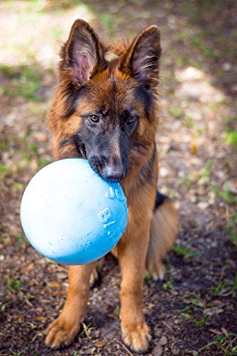 Jolly Pets Bounce-n-Play Dog Toy Ball, 8 Inches/Large, Blueberry, (Model: 2508 BB) - color: Blueberry, size: Large (8 in)