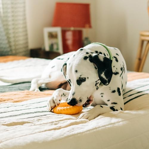 Playology Dog Toys | Dual Layer Ring Durable Dog Toy for Tough Chewers | Cheddar Cheese Scented Jumbo Chew Toy for Large Dogs - size: Jumbo, style: Cheddar Cheese