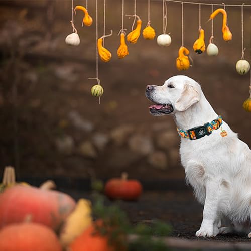 Elegant little tail Halloween Dog Collar, Pumpkin with Flower Print Blue Fall Pet Collars Cotton Soft Sturdy Puppy Collars Holiday Female Adjustable Collar for X-Small Puppy - color: Fall-Blue Pumpkin, size: X-Small (Pack of 1)