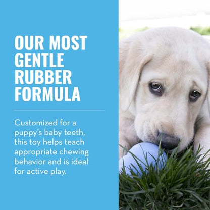 KONG - Puppy Toy - Natural Teething Rubber - Fun to Chew, Chase and Fetch ( Colors May Vary) - color: Blue, size: Large (Pack of 1)
