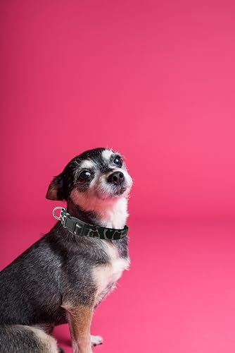 Dog Collar, Cute Camouflage Pattern, Soft and Adjustable Collar with Quick Release Buckle (XS (Neck 9-13", Width 3/8"), Camouflage Green) - color: Camouflage Green, size: XS (Neck 9-13", Width 3/8")