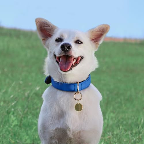 Didog Soft Padded Dog Collars for Small Dogs, Lightweight and Breathable Dog Collar with Metal Buckle, Blue, M - color: Blue, size: M: Fit 11-15" Neck